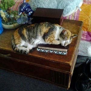 Meet your Posher, Grace pearl